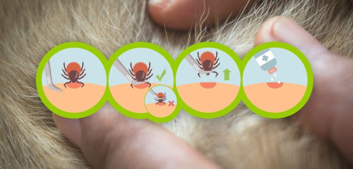 Step-by-step illustration showing how to safely remove a tick from skin using tweezers and proper aftercare.