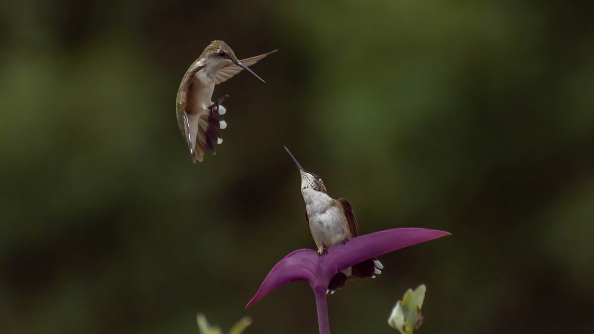 Two hummingbirds near a purple heart plant, one hovering and one perched on the deep purple foliage