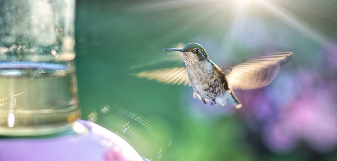 hummingbird at a feeder
