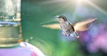 hummingbird at a feeder