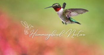 hummingbird in flight with the words hummingbird nectar featured below it