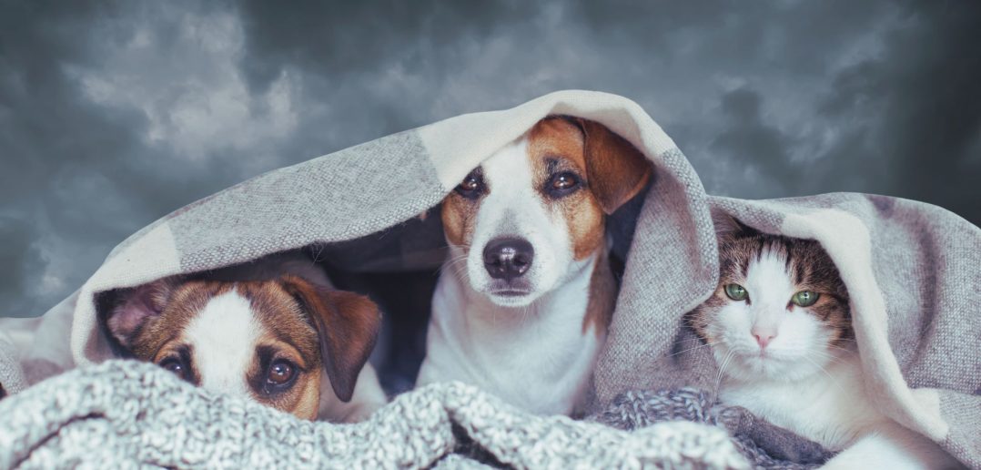 Three pets — two dogs and a cat — huddle under a blanket against a stormy sky backdrop, symbolizing hurricane preparedness for animals.