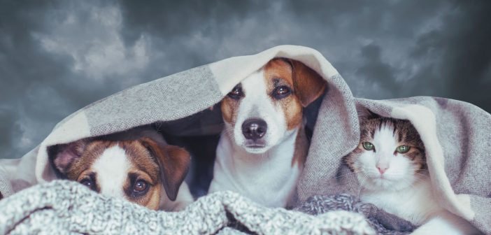 Three pets — two dogs and a cat — huddle under a blanket against a stormy sky backdrop, symbolizing hurricane preparedness for animals.