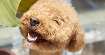 smiling poodle