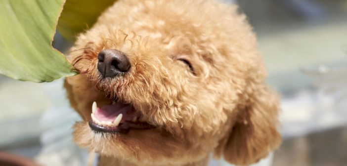 smiling poodle