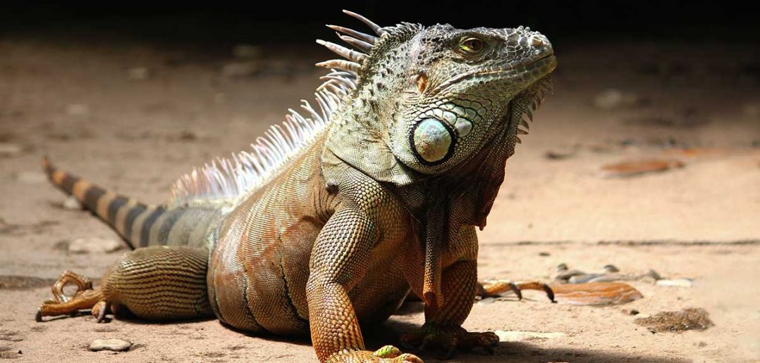 iguana