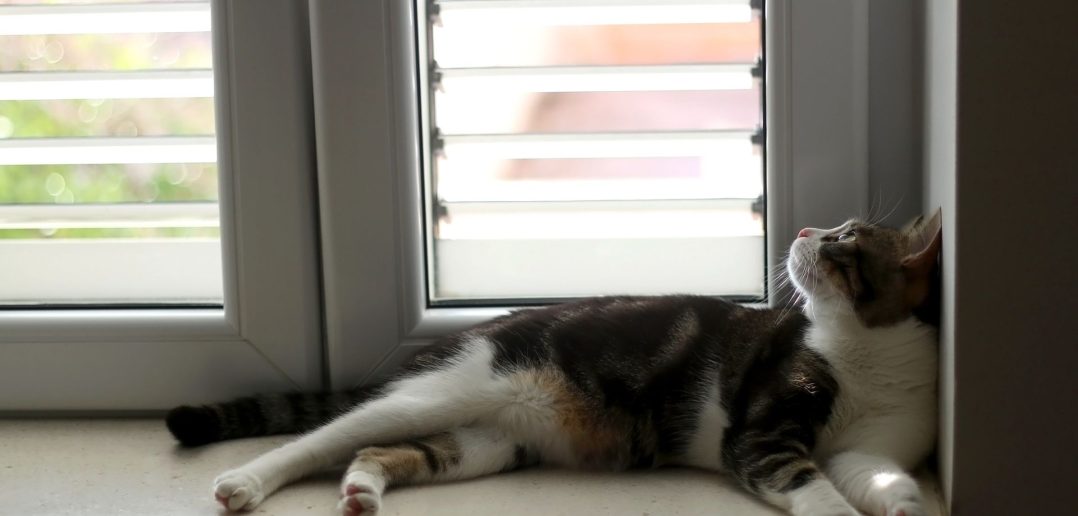 Indoor cat resting on a window sill, watching outside light and movement