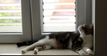 Indoor cat resting on a window sill, watching outside light and movement