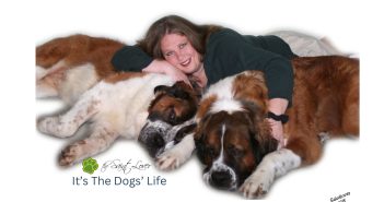 it's the dogs' life pet blog owner and her st. bernards