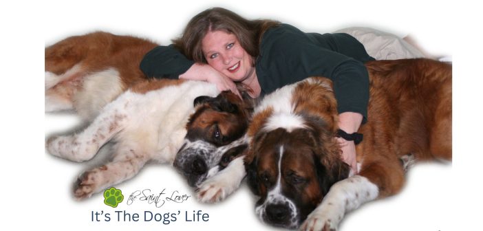 it's the dogs' life pet blog owner and her st. bernards