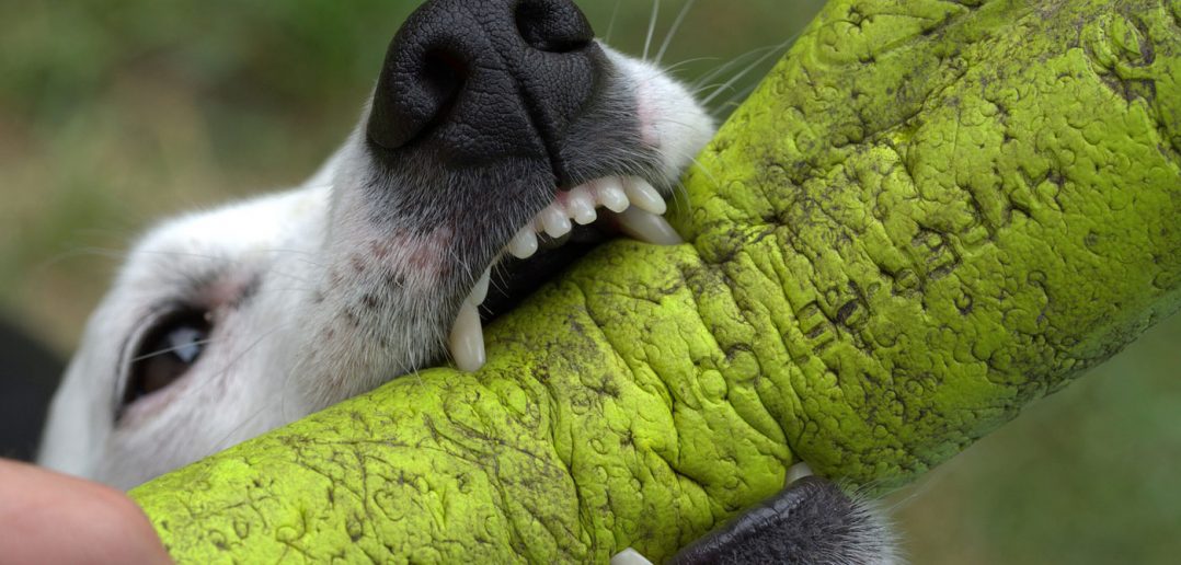 dog bite protected arm