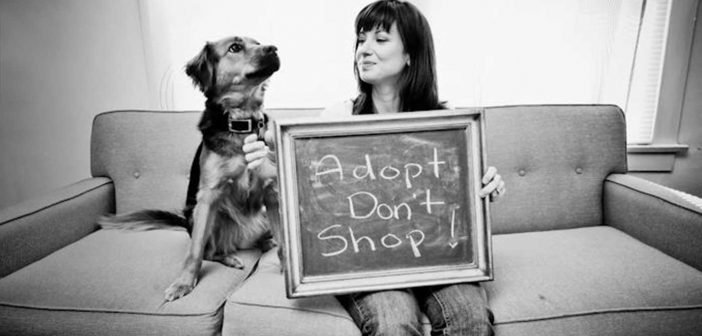adopt don't shop photo from jusani culture