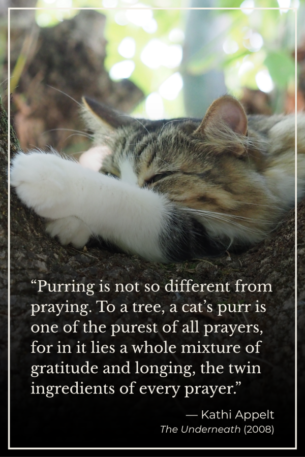 Sleeping cat nestled in a tree with Kathi Appelt’s quote comparing a cat’s purr to a prayer of gratitude and longing.