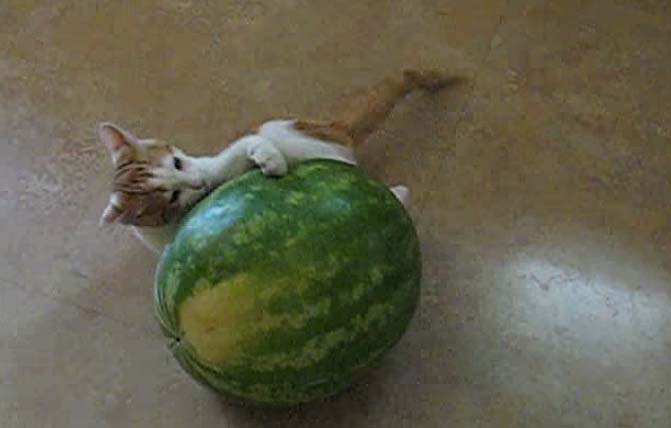 kitten vs watermelon