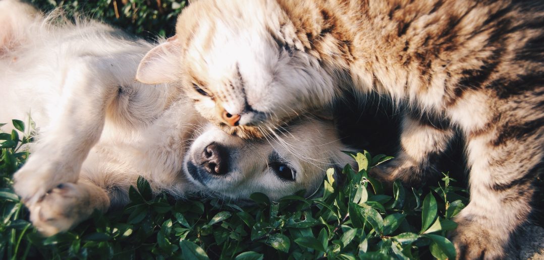 dog and cat laying together in the grass