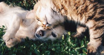 dog and cat laying together in the grass