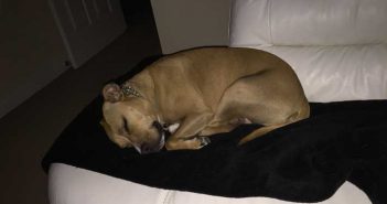 kyra the staffordshire bull terrier asleep on a couch