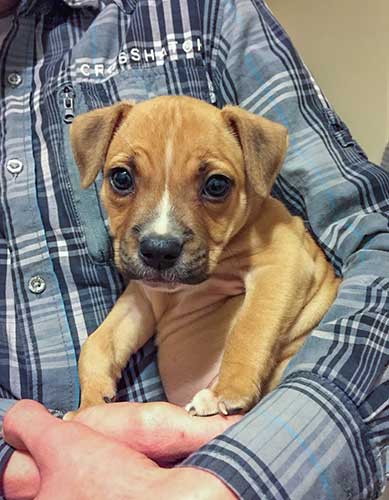 kyra - the cutest staffordshire bull terrier puppy and her owner