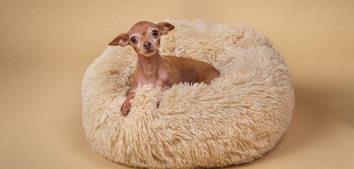 What Type of Bed Is Best For Your Dog?