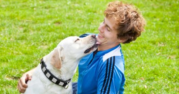 yellow labrador retriever licking teenage boy's face as a sign of affection