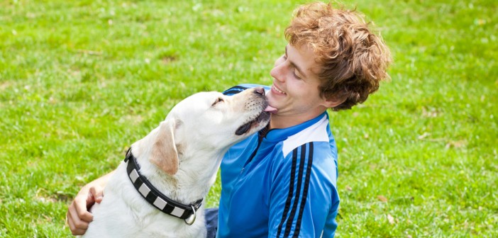 yellow labrador retriever licking teenage boy's face as a sign of affection
