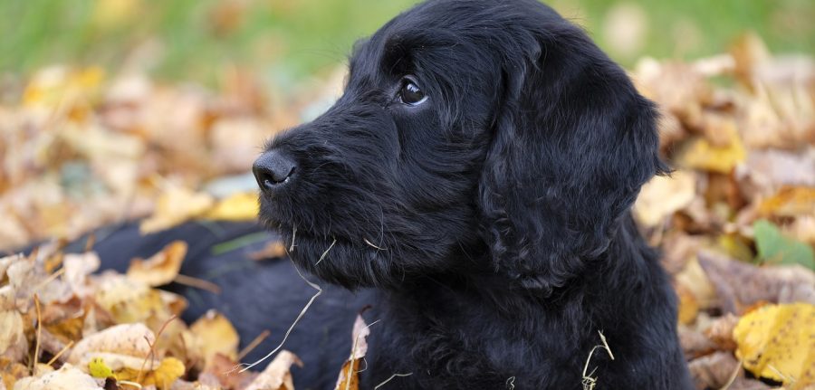 labradoodle dog