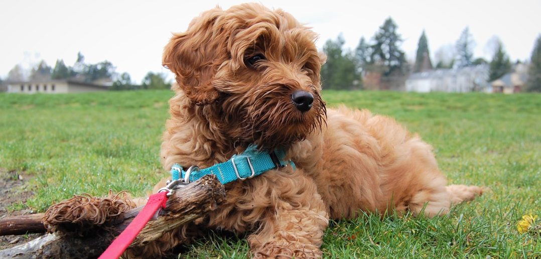 labradoodle puppy