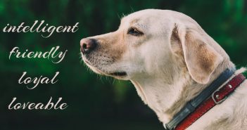 yellow lab with the words intelligent, friendly, loyal, and loveable