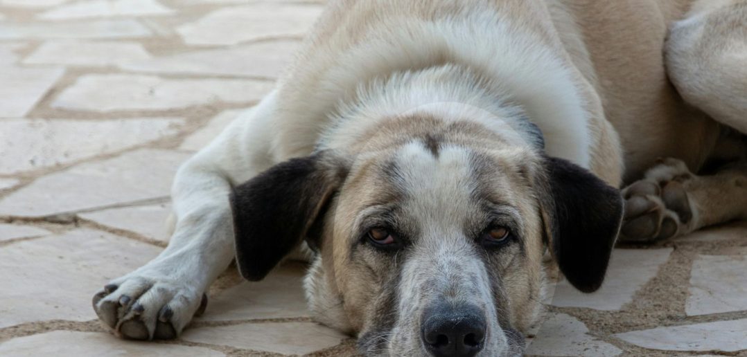 Deep-chested dog resting on the ground, representing breeds commonly affected by canine bloat