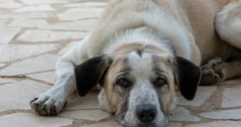 Deep-chested dog resting on the ground, representing breeds commonly affected by canine bloat