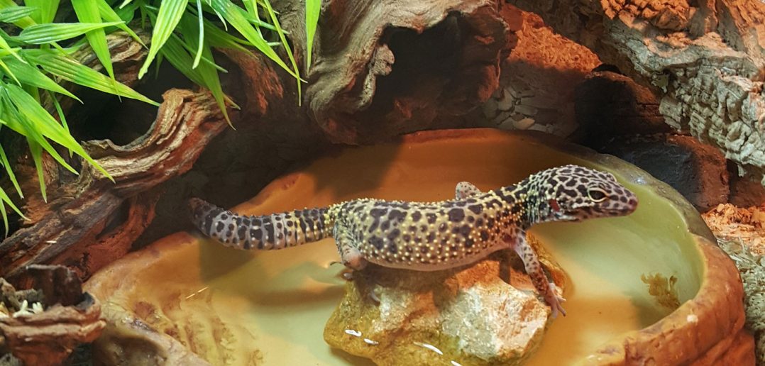 leopard gecko
