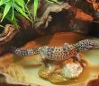 leopard gecko