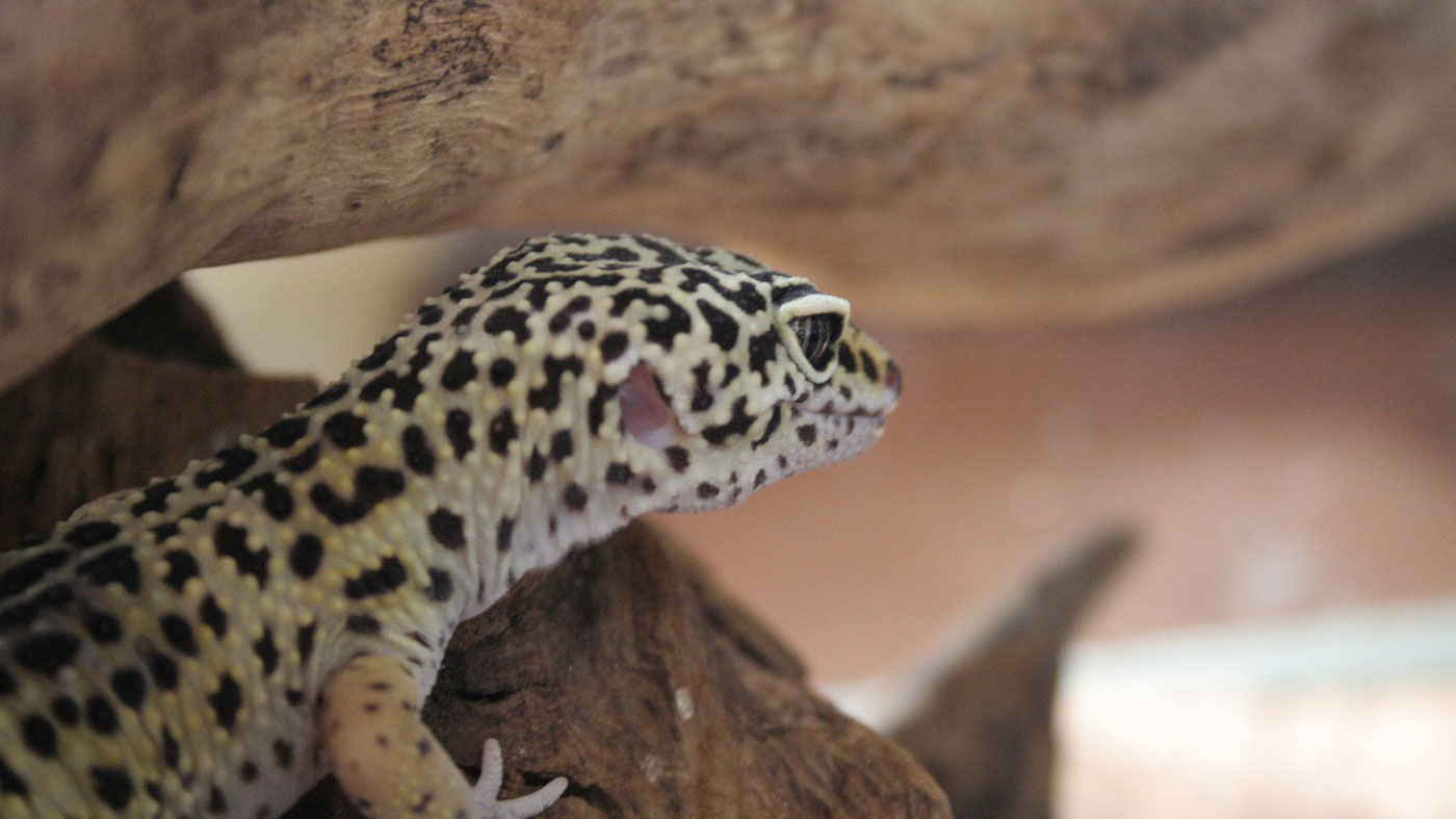 How To Create The Best Habitat For Your Leopard Gecko Petsblogs