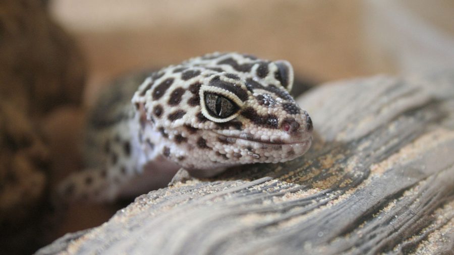 leopard gecko