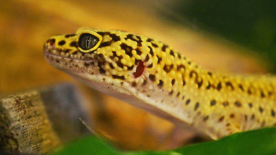 leopard gecko