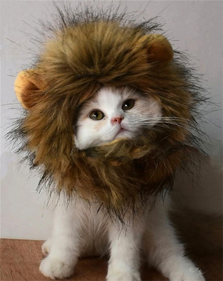 lion mane cat costume