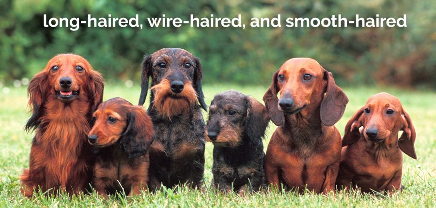 group of long-haired, wire-haired, and smooth-haired dachshund dogs