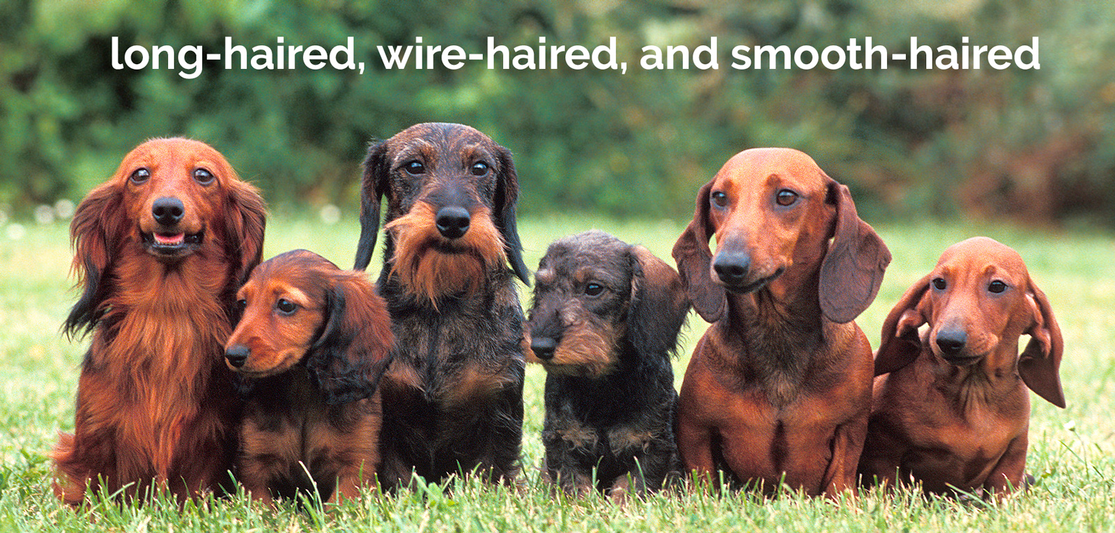 Do WireHaired Dachshunds Make Good Pets? 15 Things to Know Before You Get One PetsBlogs