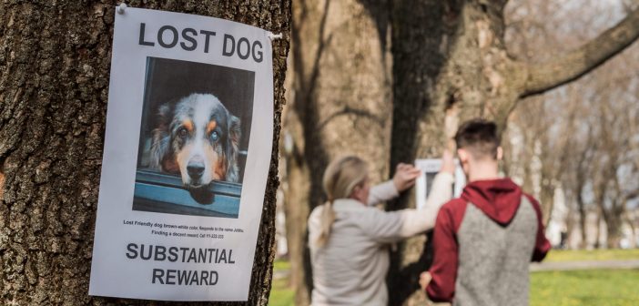 couple hanging lost dog flyers
