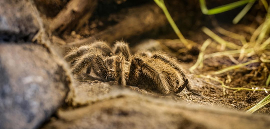 Tarantula resting on the ground inside an enclosure.