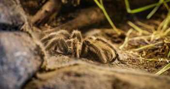 Tarantula resting on the ground inside an enclosure.