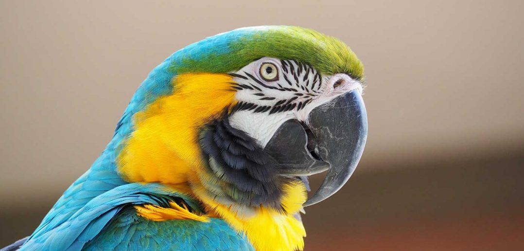 macaw parrot