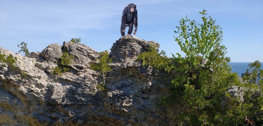 photoshopped mix of a monkey on mackinac island
