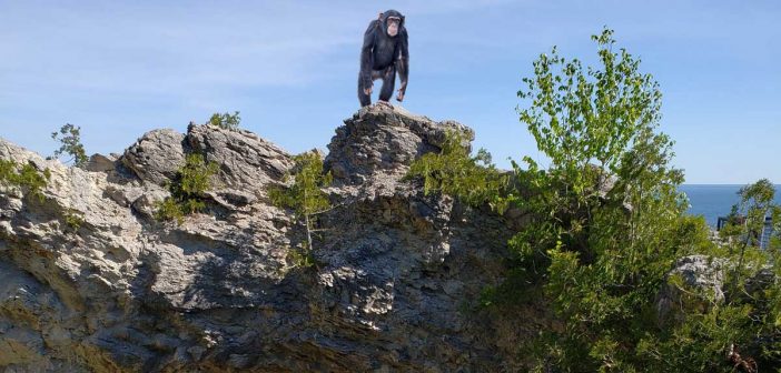 photoshopped mix of a monkey on mackinac island
