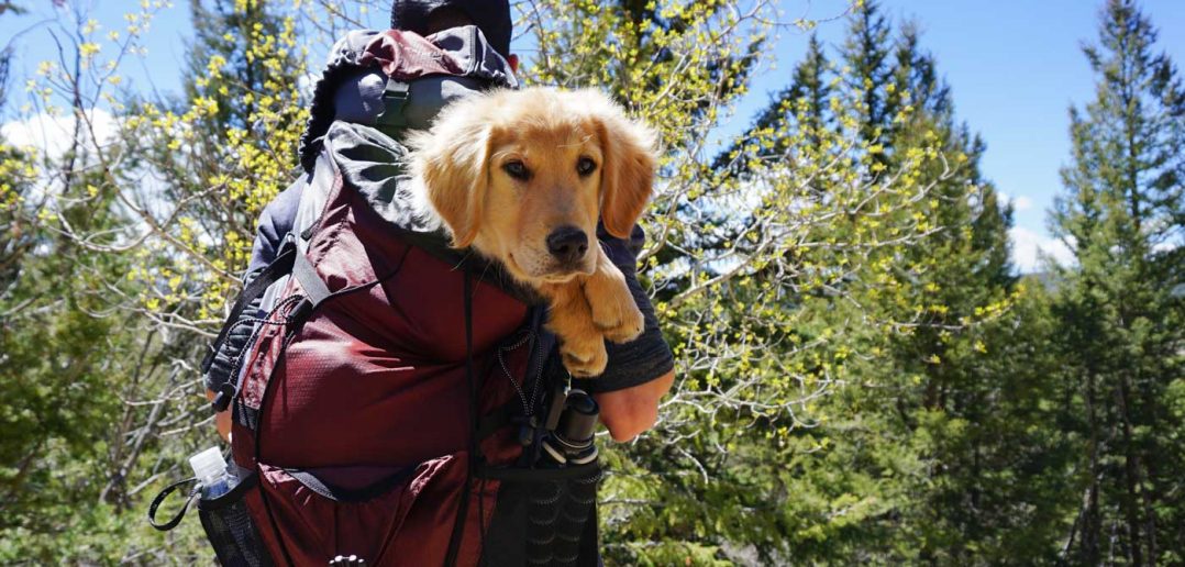 man carrying dog in a backpack