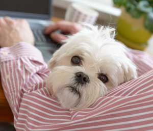man working from home with a dog on his lap