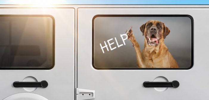 illustration of a mastiff dog writing help on the window from inside a locked car on a hot day