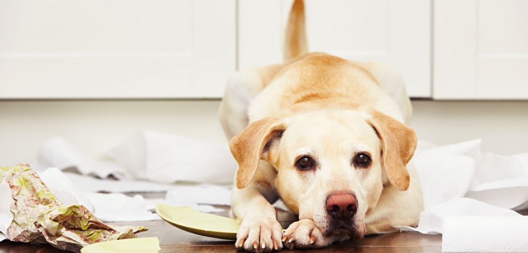 yellow lab making a mess on the kitchen floor
