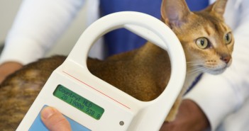vet checking cat for microchip