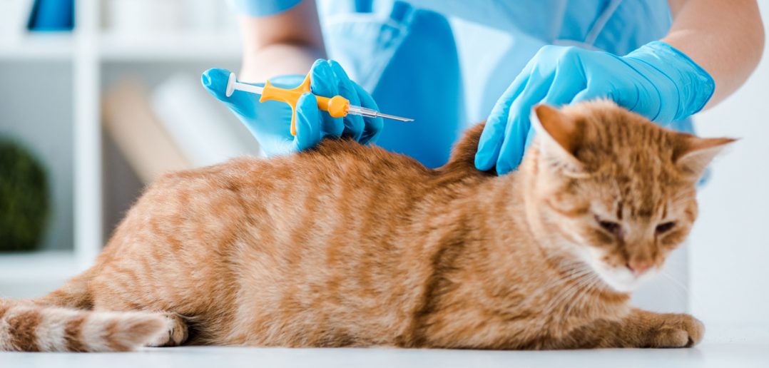 close up of a vet's hands placing a microchip in a tabby cat